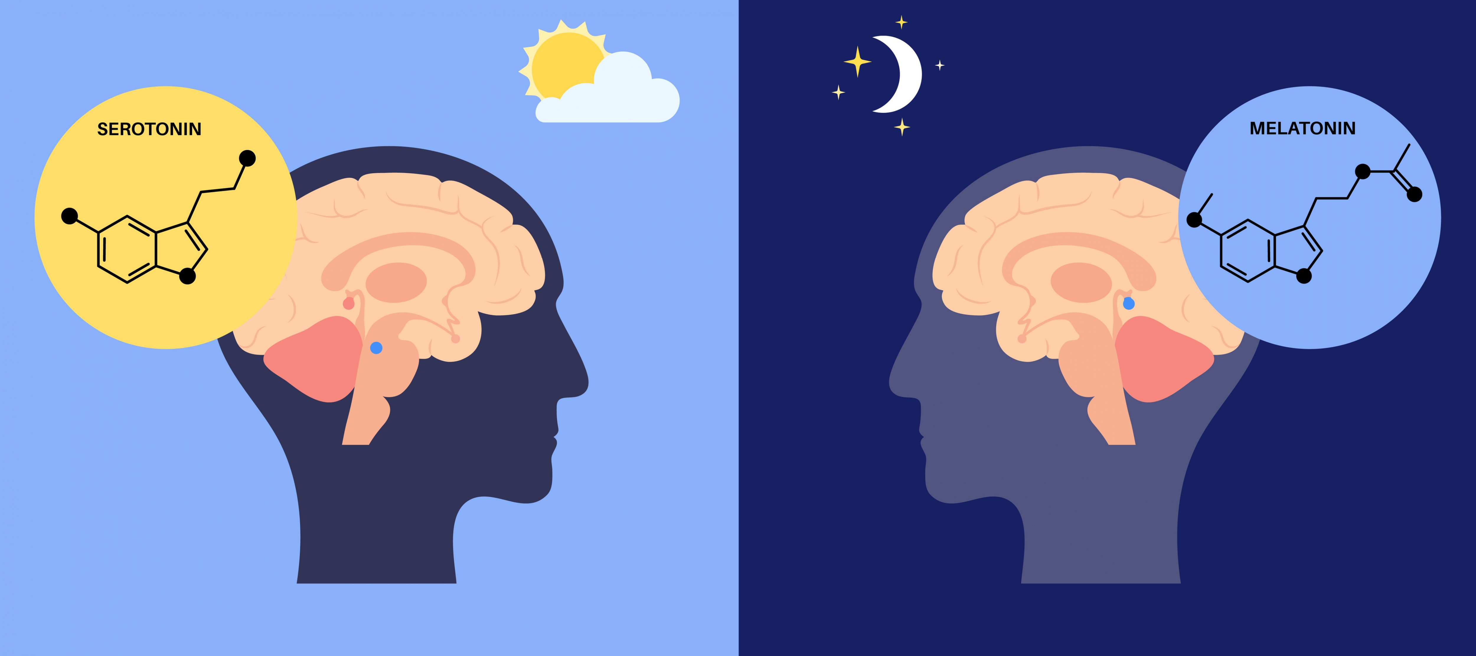 Two cartoon heads, left shows serotonin production during the day and right shows melatonin production at night.
