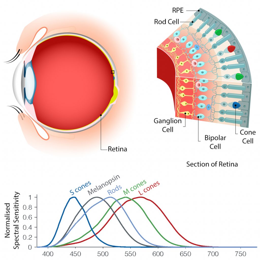 A diagram of the human eye shows the ganglion cells responsible for circadian signaling from blue light.